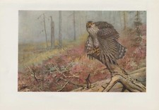 Habicht ( Astur Gentilis)