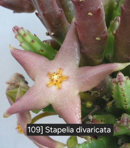 Talea radicata stapelia - talea,