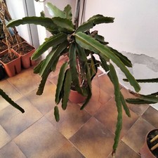 Talea di pitaya frutto del drago bianca e rossa 40-50 cm