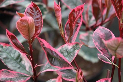 Photinia fraseri louise vaso - fraseri,
