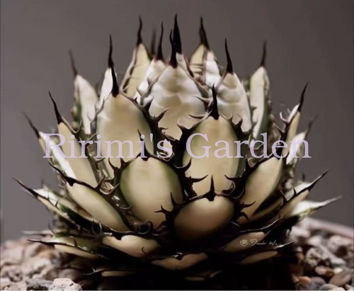 1pcs agave coltivata - agave, semi
