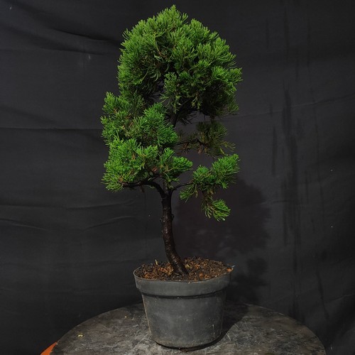 Bonsai albero vivente - albero,