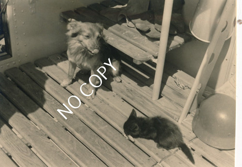 Foto wk2 mariniere cucciolo - mariniere,