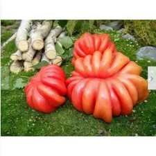 50 Semi di Pomodoro ENORME CESTO DI FUNGHI ROSSI 50 semi + regalo