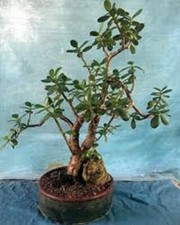 Crassula ovata croby - ovata, croby's