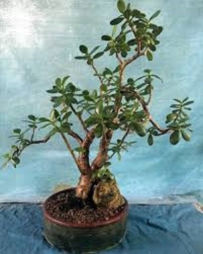 Crassula ovata croby - crassula,