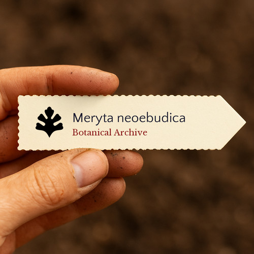 Meryta neoebudica seeds - neoebudica,