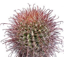 Ferocactus wislizenii v