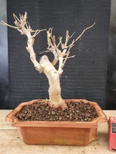 bonsai di gelso h 36 cm visita