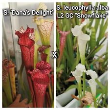 Semi Sarracenia Dana's Delight x leucophylla alba L2 GC Snowflake -Raccolta 2024