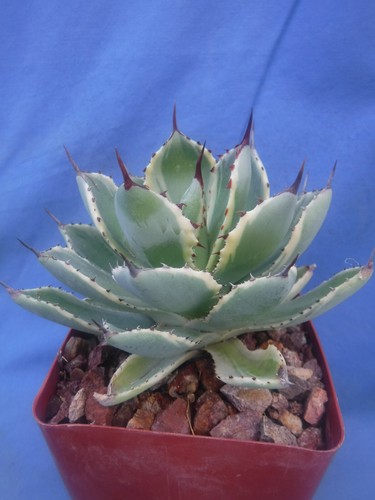 Agave kissho khan variegated - "kissho,