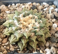 antico Ariocarpus