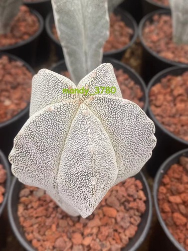 Astrophytum myriostigma onzuka - astrophytum,