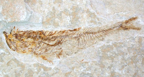 Eocene diplomysto dentatus - eocene,