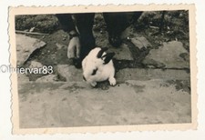 Foto vintage strana - coniglio