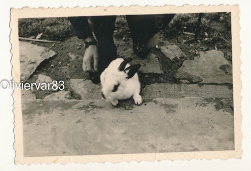 Foto vintage strana coniglio - strana,