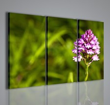 QUADRI MODERNI WILDFLOWER II