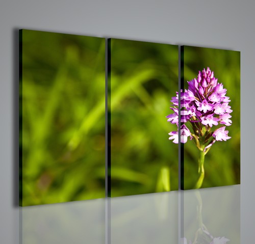 Quadri moderni wildflower - wildflower, ii
