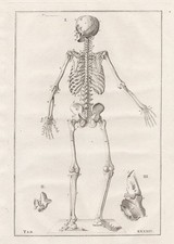 Scheletro Umano - Eustachio Anatomia Medicina Incisione In Rame 1800.