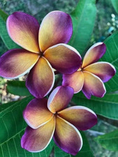 10 semi mix di PLUMERIA PURPLE