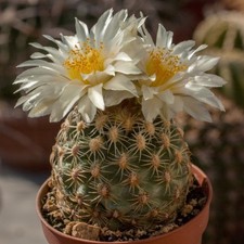 Pediocactus bradyi SB 470
