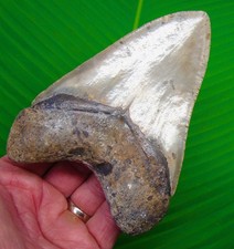 DENTE DI SQUALO MEGALODONTE