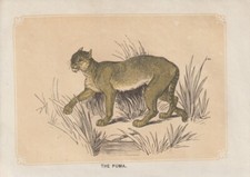 Puma (Puma Concolor)