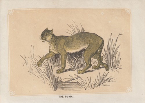 Puma - , concolor)