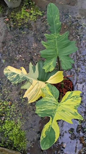 80002778 philodendron florida - 80002778,