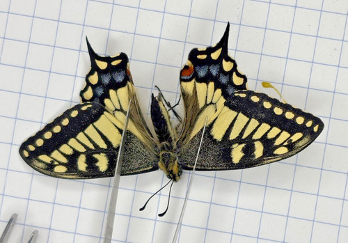 Entomology papilio machaon - entomology,