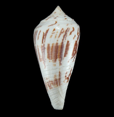 Conchiglia conus pergrandis - conus,