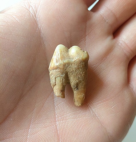 Dente molare orso - molare,