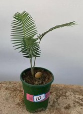 Rara boutique crescita semina