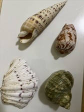Gruppo di 4 conchiglie per collezione - seashells for collection
