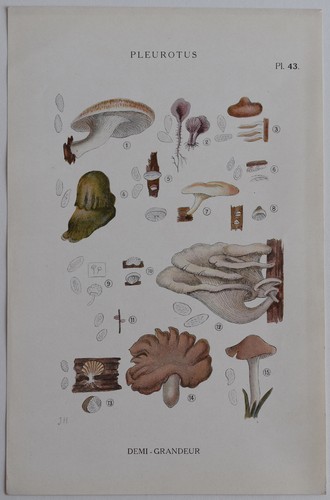 Mycologie pleurotus gravure - mycologie, pleurotus gravure