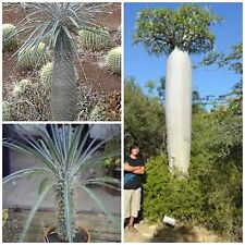 10 graines Pachypodium geayi  ,seeds  F