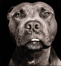POSTER LOCANDINA DECORAZIONE CASA - PITBULL AMSTAFF CANE CORSO DOGO ROTTWEILER 