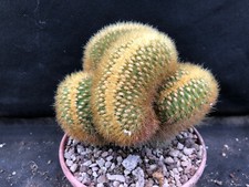 VATRICANIA GUENTHERI CREST -VIVAIO IL GIARDINO DI MAYA- CACTUS PIANTE GRASSE T90