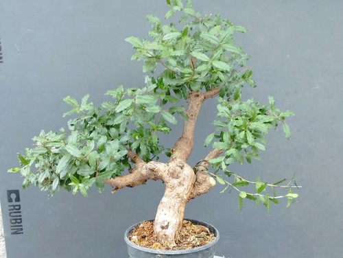 Pre bonsai melograno - pre-bonsai,
