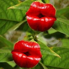 Sale119 Psychotria Eleta fiore