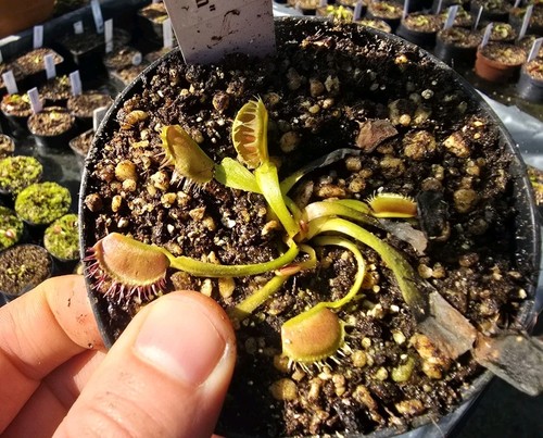 Dionaea muscipula crispy - dionaea, "crispy