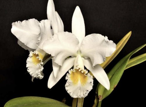 Cattleya mossiae per - , alba