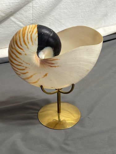 Mdm vintage nautilus tiger - vintage, 6"+