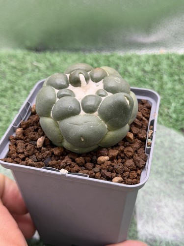 Coryphanta elephantidens - coryphanta,