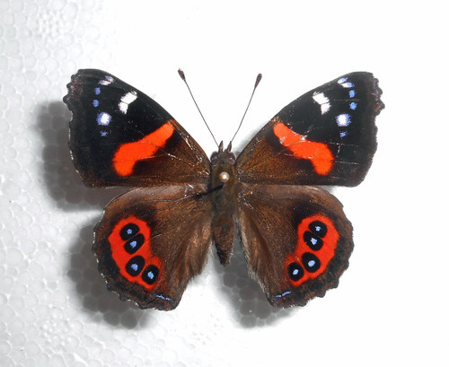 Nymphalidae vanessa - nymphalidae,