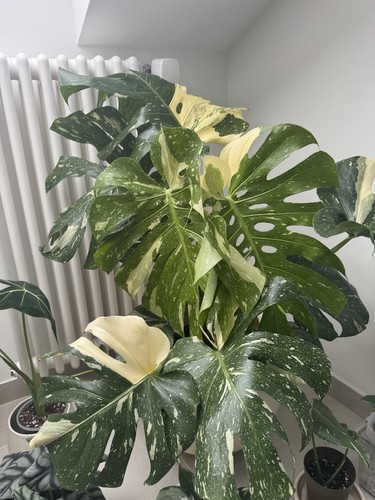 Monstera thai variegata