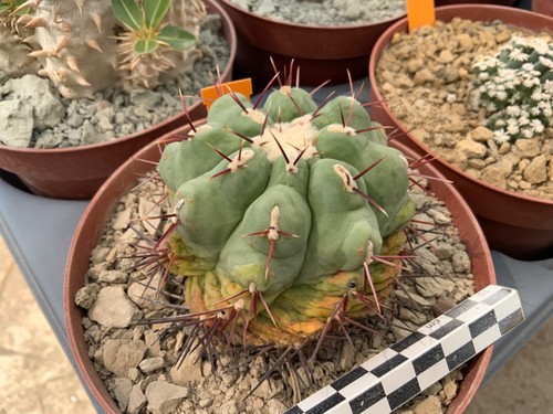 048 thelocactus lophotele very - 048,