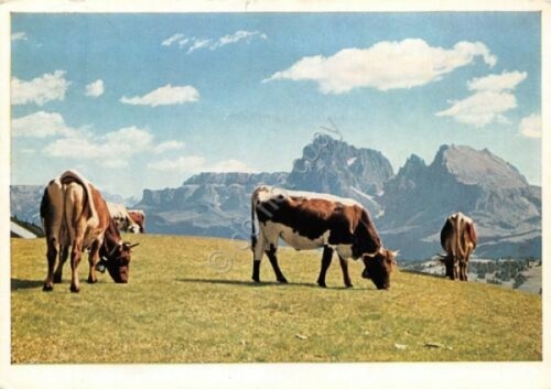 Cartolina alpe siusi - cartolina, di