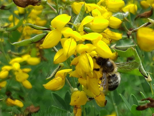 Semi cytisus nigricans - 10,