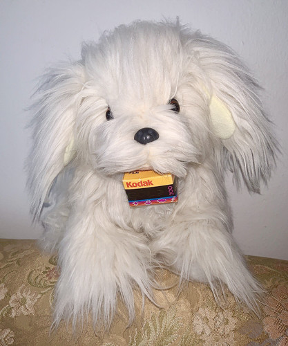 Gadget kodak cagnolino - gadget,